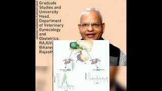 Gonadotropinreleasing hormone  function of GnRH  tonic release amp surge release  prof GNP shorts [upl. by Hagen]