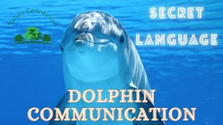 Relaxing Music for Stress Relief Dolphin singing Soothing Music for Meditation Therapy Sleep [upl. by Markland]