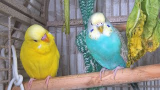 25 Hr Happy Parakeets Eating Singing Playing Budgies Chirping Reduce Stress of lonely Bird Videos [upl. by Yannodrahc]