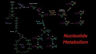 Introduction to Nucleotide Metabolism Biosynthesis and Degredation Purines and Pyrimidines [upl. by Yolanthe]