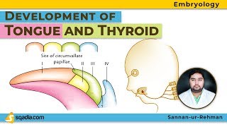 Development of Tongue and Thyroid  Embryology Video Lectures  Medical  VLearning  sqadiacom [upl. by Jeminah329]