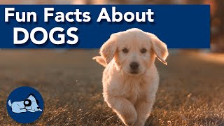 Fun Facts About Dogs [upl. by Sutit]