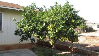 Meyer Lemon Tree Planted in the Ground [upl. by Yule]