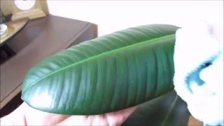 How To Clean Rubber Plant Leaves [upl. by Gaeta]