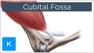 Cubital Fossa  Location amp Borders  Human Anatomy  Kenhub [upl. by Onitsuaf138]