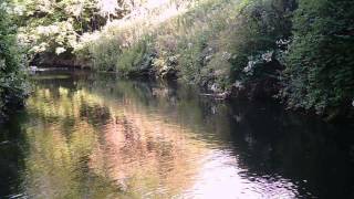 Wandle River Brown Trout  Pstrąg z rzeki Wandle 2015 [upl. by Ecinue]