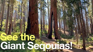 Mariposa Grove of Giant Sequoias  Hike Guide [upl. by Levenson]