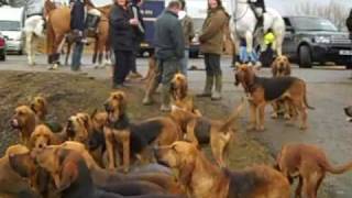 Coakham Bloodhounds 14 Feb 2009wmv [upl. by Lynelle]