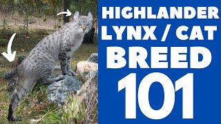 Highlander LynxCat 101  Breed amp Personality [upl. by Lora]