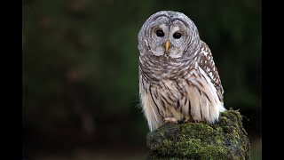 Barred Owl Call [upl. by Adriano]