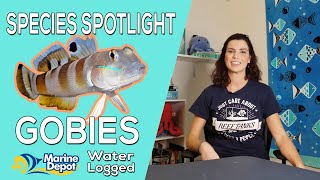 How to Take Care of Gobies Species Spotlight with Hilary [upl. by Lyell182]