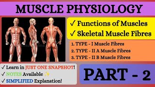 💪🏻MUSCLE PHYSIOLOGY l SKELETAL MUSCLE FIBRES Type amp Muscle FUNCTIONS l Part  2 l Snapshot Learnings [upl. by Anamor466]