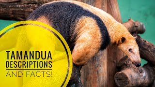 Tamandua  Description and Facts [upl. by Adialeda]