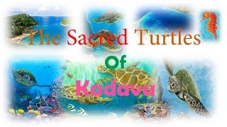 The Sacred Turtles Of Kadavu [upl. by Notsuj]