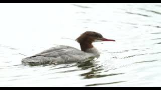 Der Gänsesäger the common merganser Mergus merganser [upl. by Araas521]