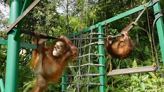 Young Orangutans Playing At The Samboja Lestari Orangutan Project  The Great Projects [upl. by Irek544]