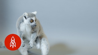 The RingTailed Lemur Fights Off Deforestation [upl. by Rourke]