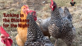 Putting Chickens to Bed [upl. by Columba]