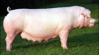 American Landrace Pig  Facts  All You Need To Know [upl. by Uball]