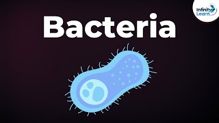 Introduction to Bacteria  Microorganisms  Biology  Dont Memorise [upl. by Frissell824]