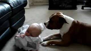 Staffordshire Bull Terrier And Baby [upl. by Orford]