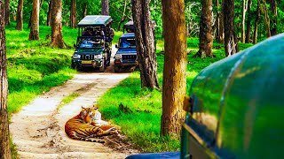 Nagarhole Close Encounter With Tiger  Kabini Safari  Nagarhole National Park [upl. by Ynnub]