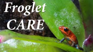 How to care for TADPOLES  Baby FROGS [upl. by Ahseel335]