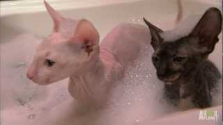 Hairless Kitty Bath  Too Cute [upl. by Noni]