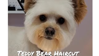 Cute Teddy Bear  PomeranianPoodle [upl. by Namijneb]