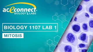 Biology Lab  Mitosis [upl. by Fontes385]