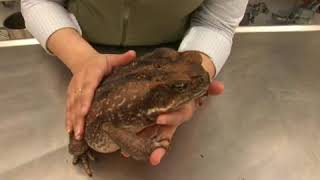 Cane Toad Facts [upl. by Komsa]