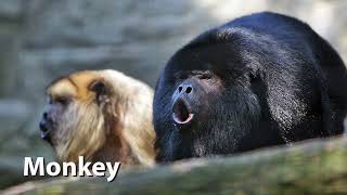 Howler Monkey Sounds [upl. by Meesan]