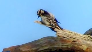 Downy Woodpecker Calling and Drumming [upl. by Anidan]