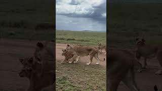 Wow Lionesses Walk with Their Cubs in the Serengeti [upl. by Goldston884]