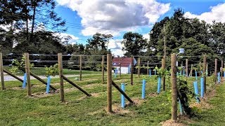 Starting a Backyard Vineyard [upl. by Bunni]