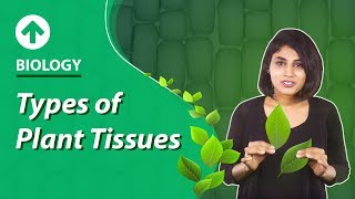 Types of Plant Tissues  Structural Organisation In Plants  Biology  Class 9 [upl. by Lytle]