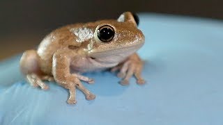 How to genetically modify frogs [upl. by Nidnarb652]