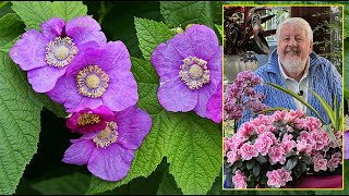 RONCES D’ORNEMENT  ARBUSTES À FLEURS À ÉCORCE ARGENTÉE OU COUVRESOL… Le Quotidien du Jardin N°286 [upl. by Zampardi]