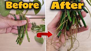 Secrets of propagate houseplants in water  Golden tips you should know [upl. by Silverman]