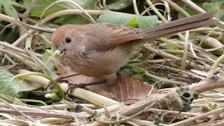 Vinousthroated Parrotbill Eating  Korea [upl. by Pero322]