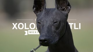 ALL ABOUT XOLOITZCUINTLI THE MEXICAN HAIRLESS DOG [upl. by Juana]