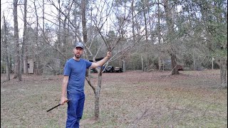 Pruning a Plum Tree for Better Shape and Production [upl. by Navanod83]