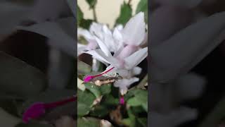 Schlumbergera truncata shortvideo sosomleng [upl. by Colinson969]