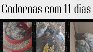 CODORNAS GIGANTE COM 11 DIAS VEJA A EVOLUÇÃOMUITO ESPERTAS [upl. by Norda]