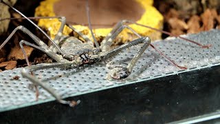 Setting up The Tailless Whip Scorpion Enclosure  A Guide [upl. by Riplex17]