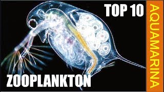 Top 10 types of zooplankton  zooplankton varieties [upl. by Elrem698]