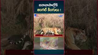 iSmart News  జనావాసాల్లోకి జంగల్ కింగులు   Forest Animals into Villages  TV9 [upl. by Euv315]