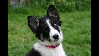 Star  Amazing 4 month old Border Collie Puppy [upl. by Aicat552]