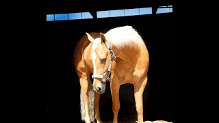 Lacys Freckles Frost AQHA mare [upl. by Slifka320]