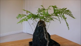 Davallia Fern Growing On A Rock [upl. by Onfre]